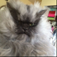 Illustration for article titled RIP Colonel Meow: A Legend Takes His Final Bow